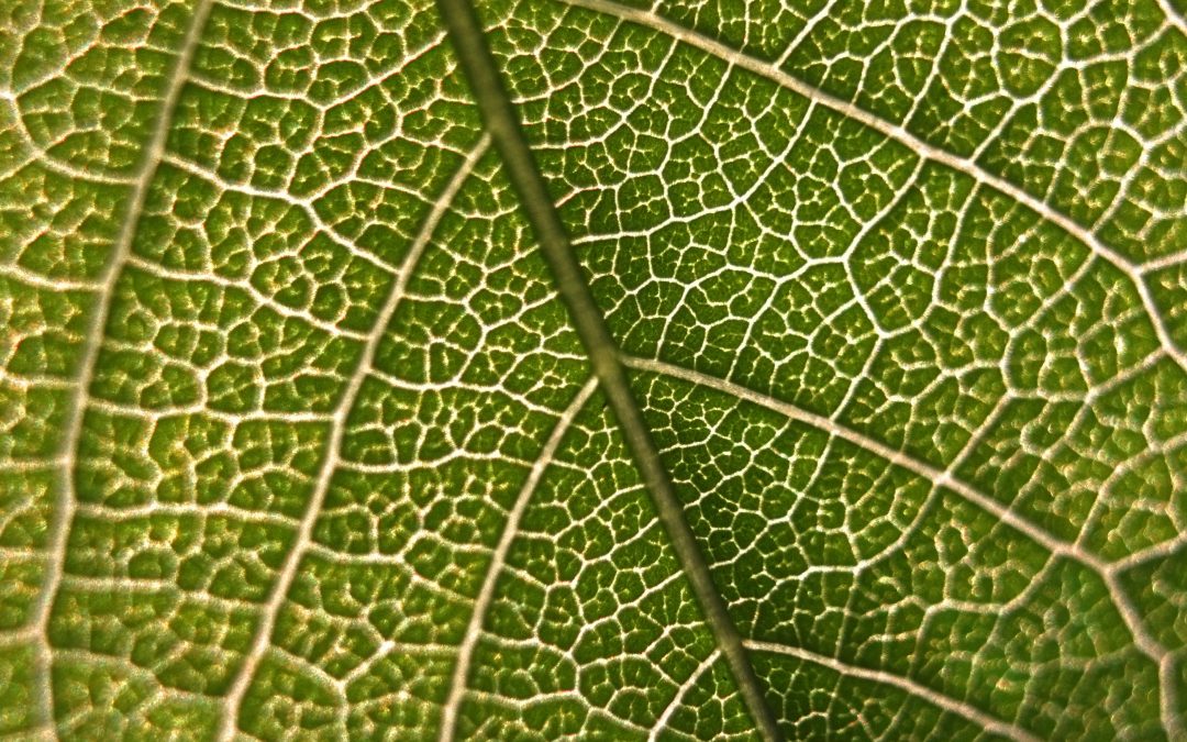 Qu&rsquo;est-ce que la chlorophylle?