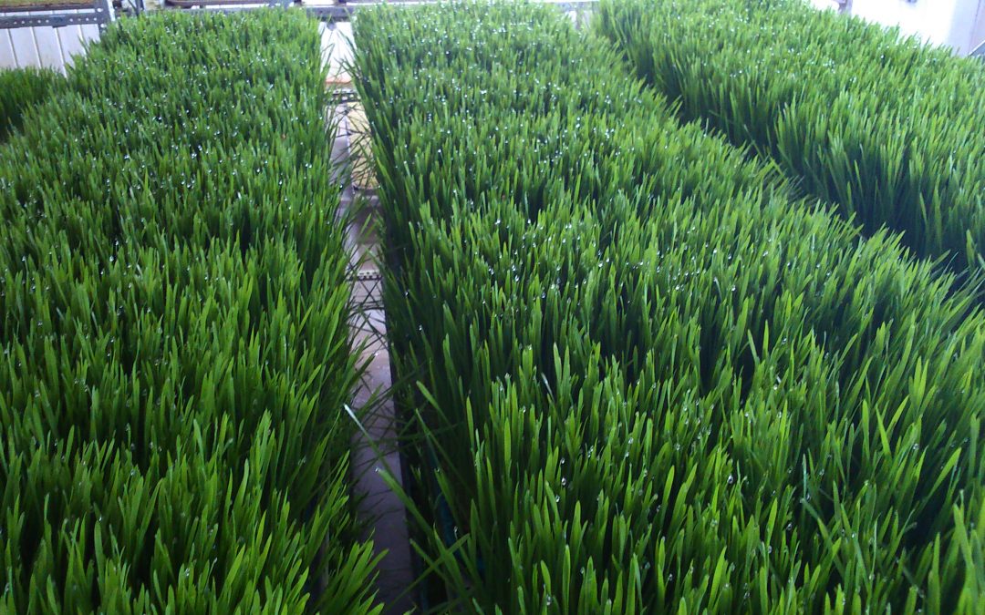 La fabrication du jus d&rsquo;herbe de blé